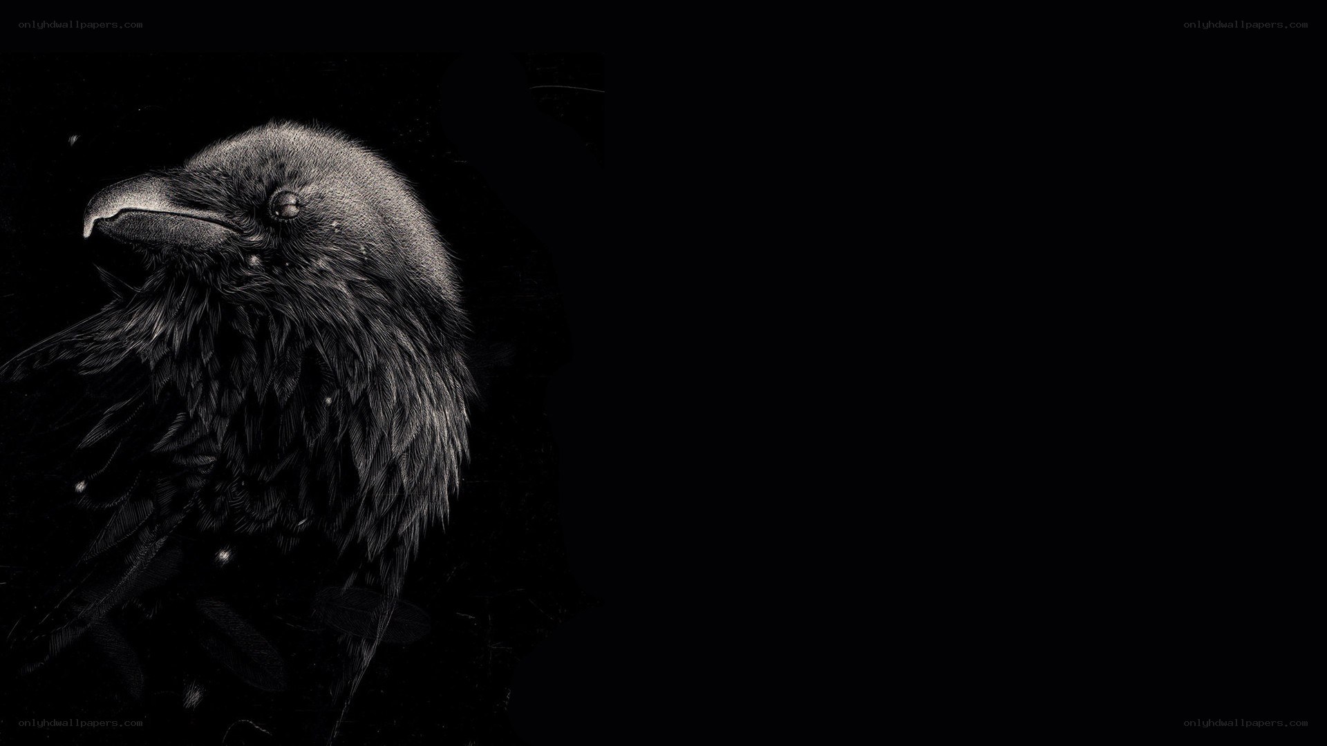 black raven portrait