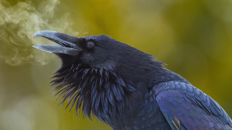 Black Raven with Open Beak — Dramatic