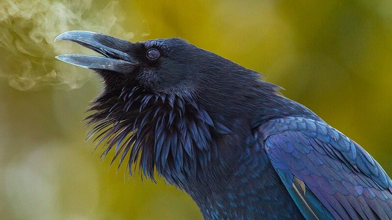 Black Raven with Open Beak