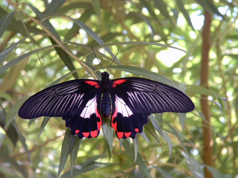 Black Red Butterfly