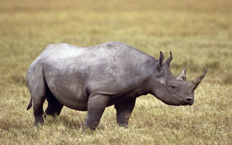 Black Rhinoceros — Gray, Calm