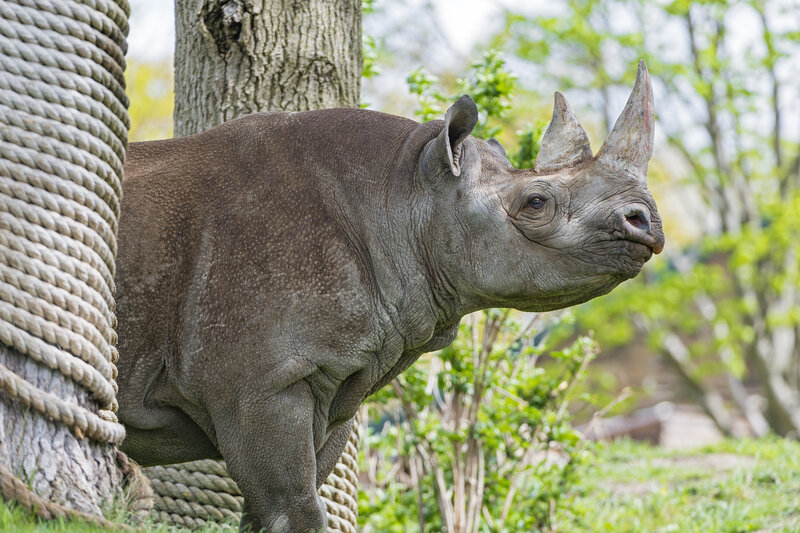 Black Rhinoceros — Gray