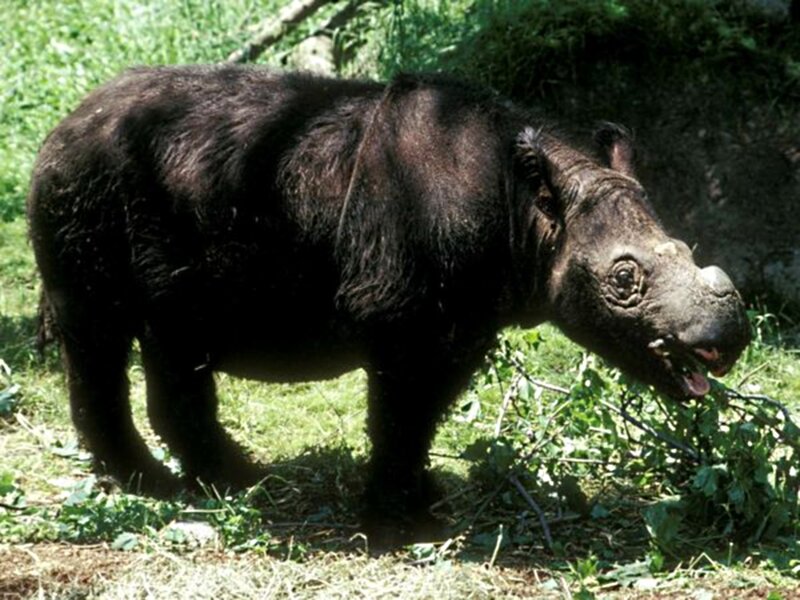 Black Rhinoceros — Green