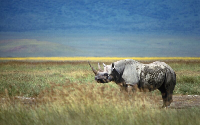 Black Rhinoceros in Field — Green, Serene, Afternoon