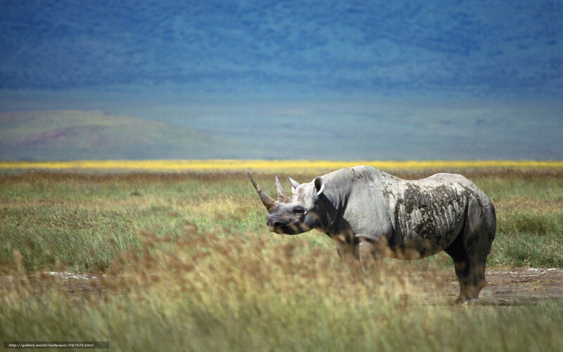 Black Rhinoceros in Field — Green