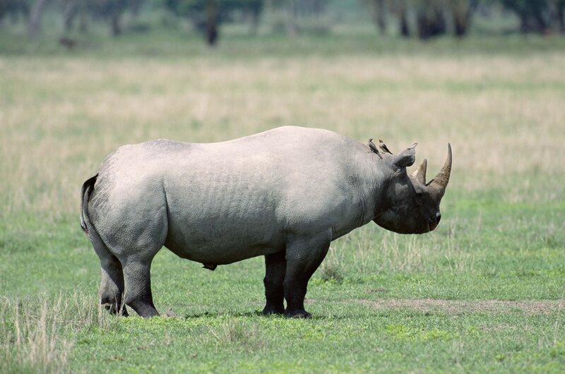 Black Rhinoceros in Field