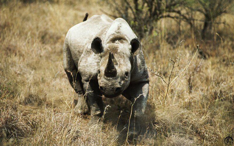 Black Rhinoceros in Grass — Brown