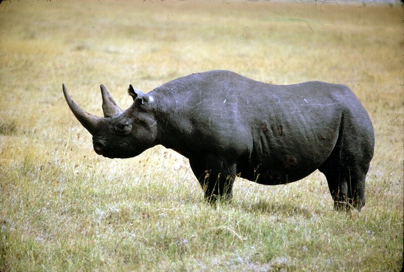 Black Rhinoceros in Grass — Gray