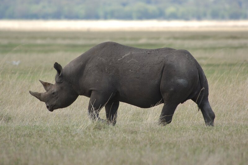 Black Rhinoceros in Grass — Green