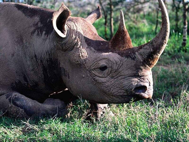 Black Rhinoceros in Grass