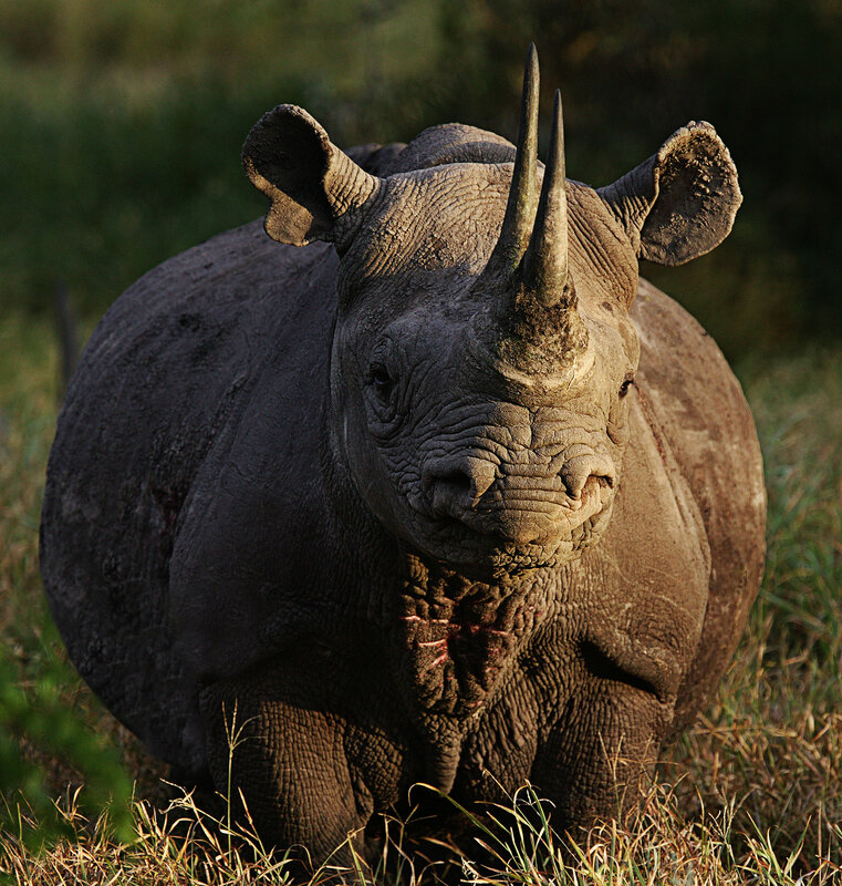 Black rhinoceros in grassland