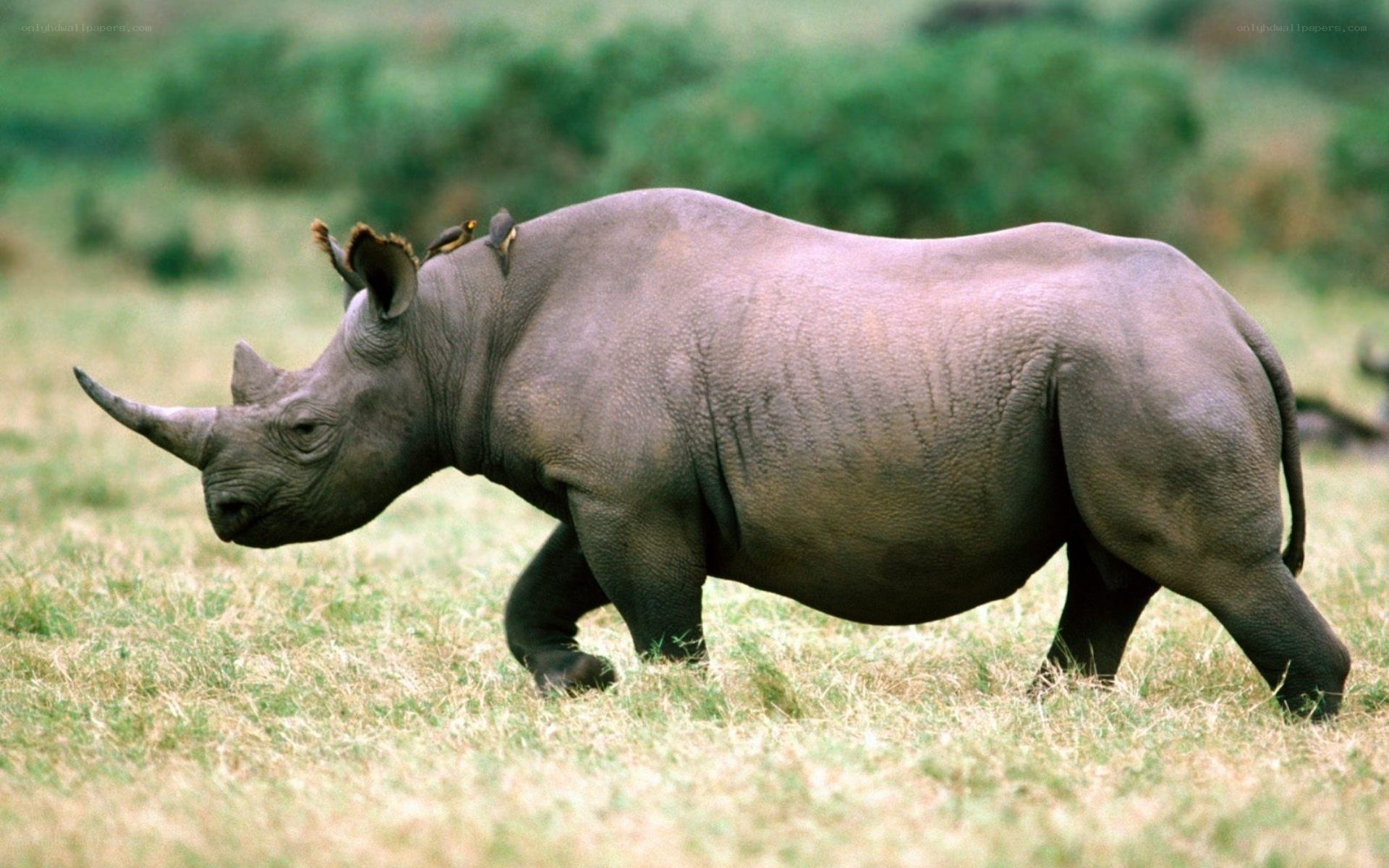 Black rhinoceros in grassland