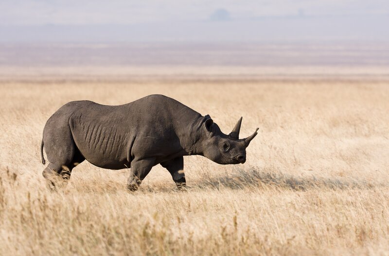 Black rhinoceros in savanna