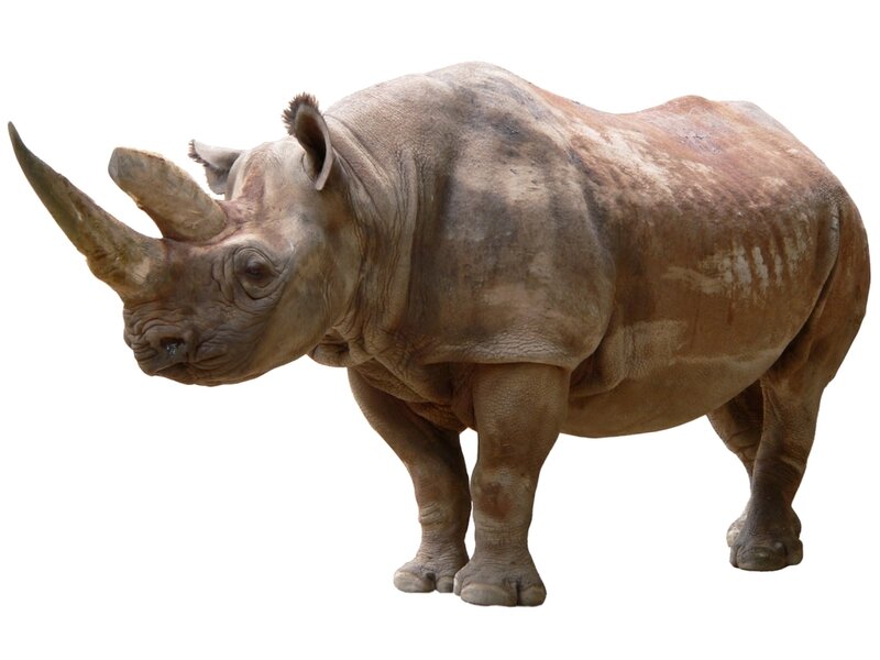 Black Rhinoceros