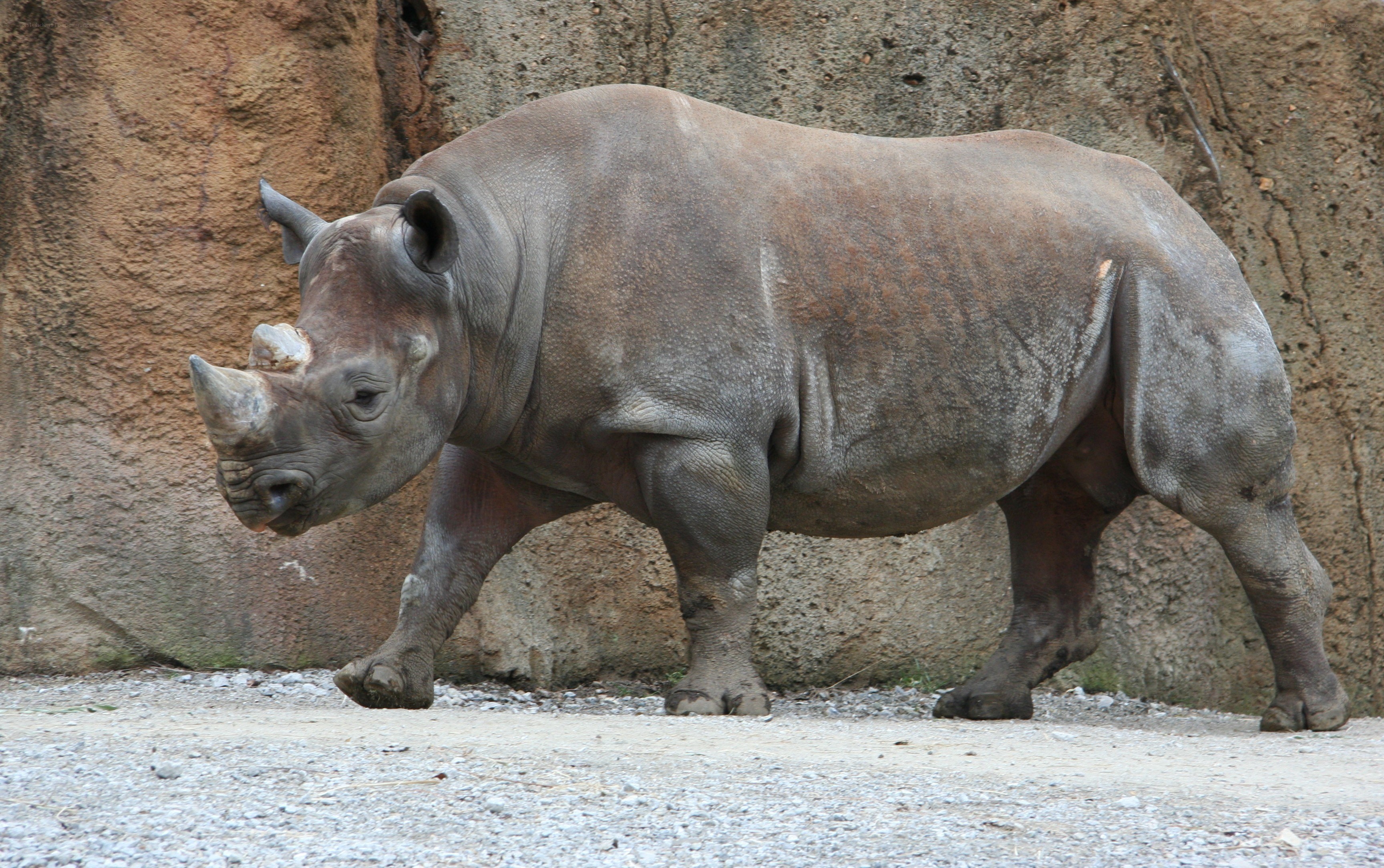 Black rhinoceros walking