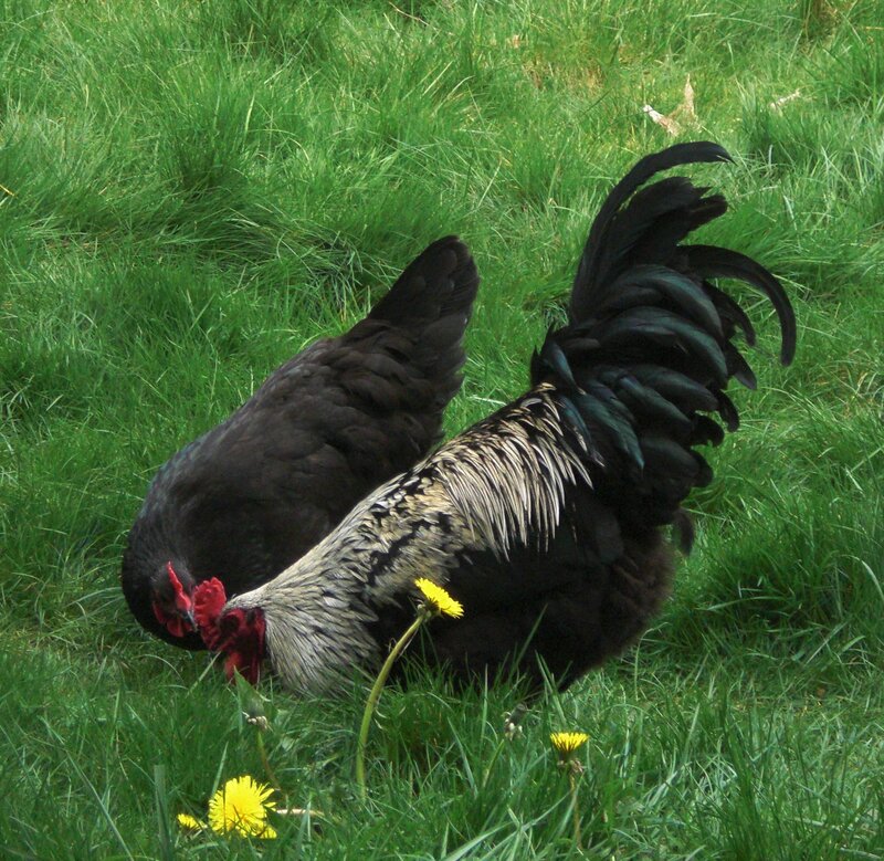Black Rooster and Hen