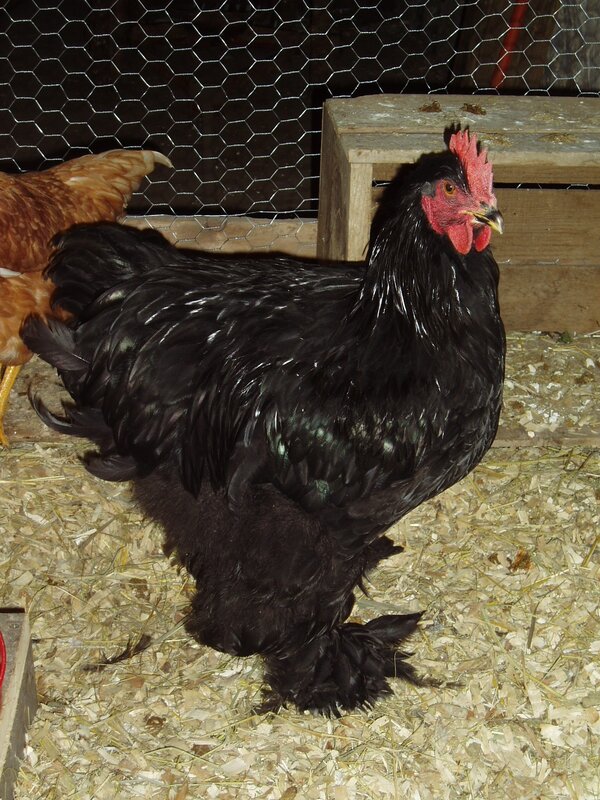 black rooster in coop