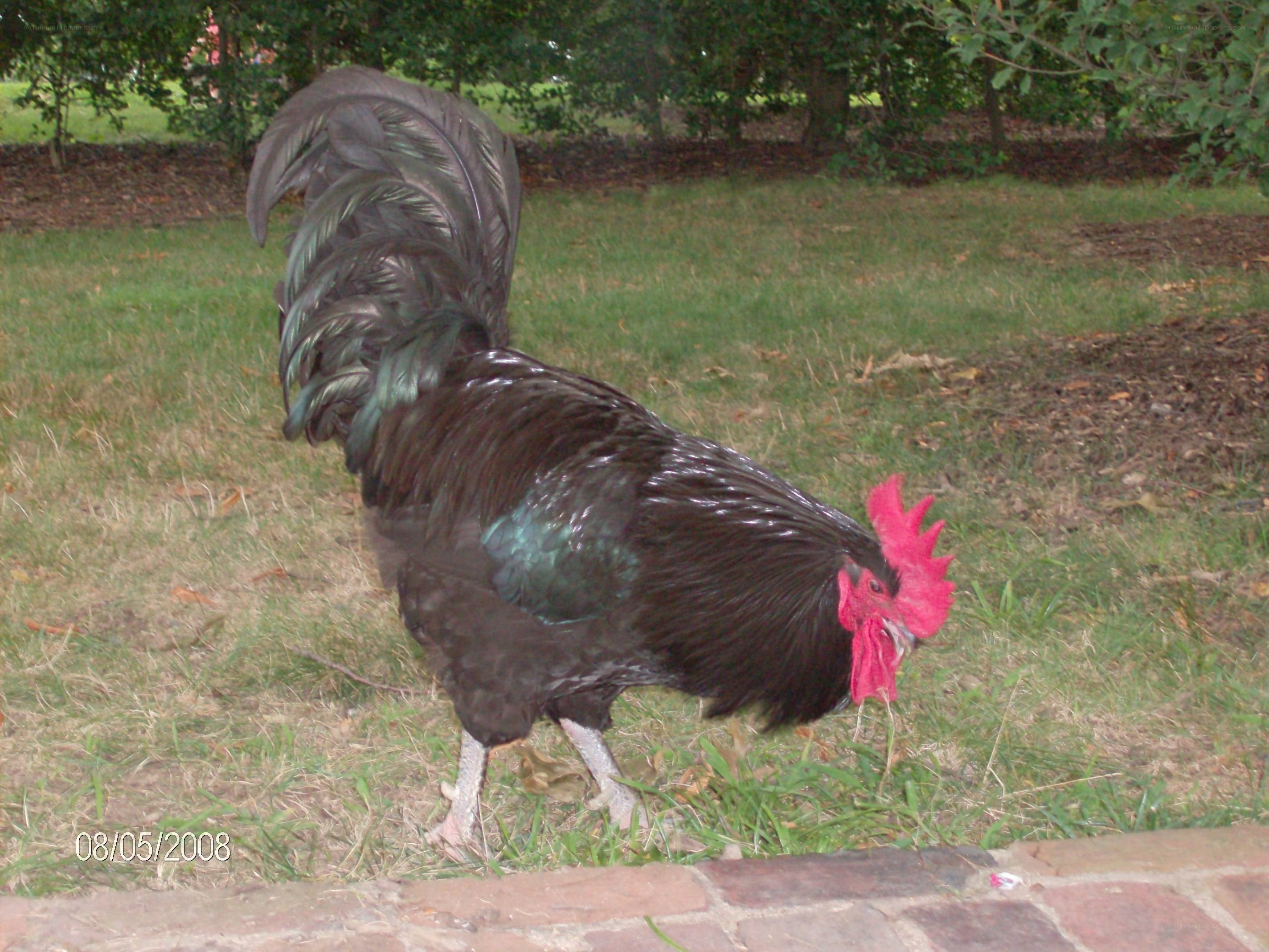 black rooster in garden