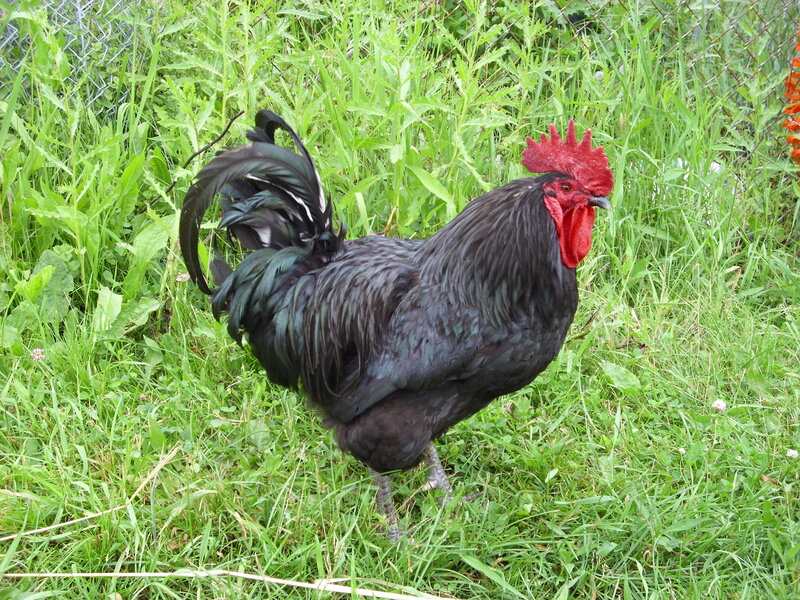 Black rooster in grass