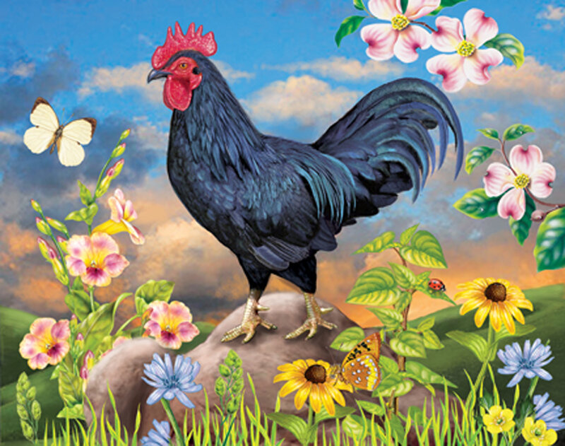 Black Rooster on Rock