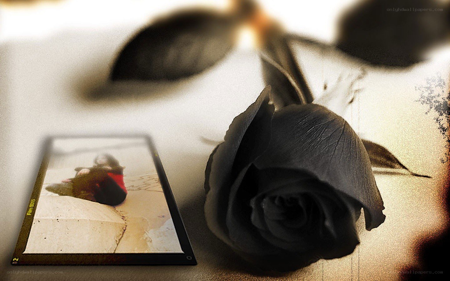 Black rose and photo memory