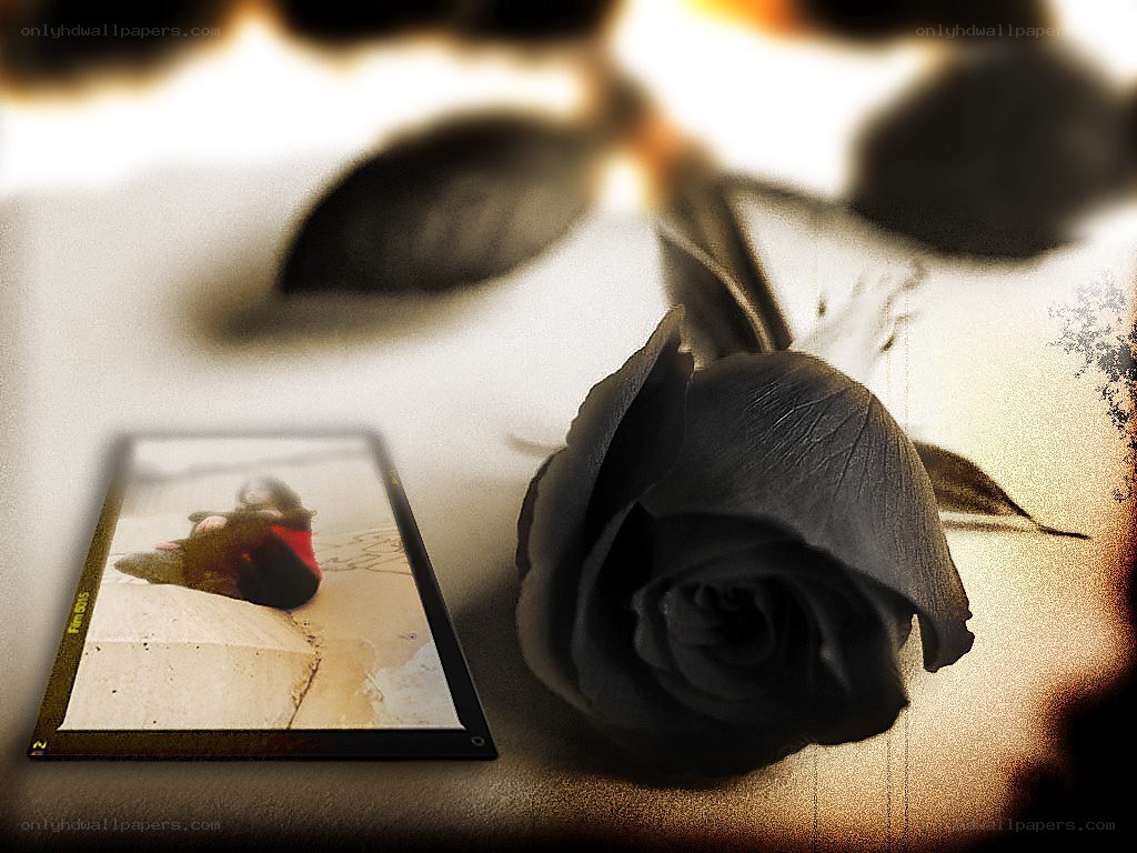 Black rose and photo