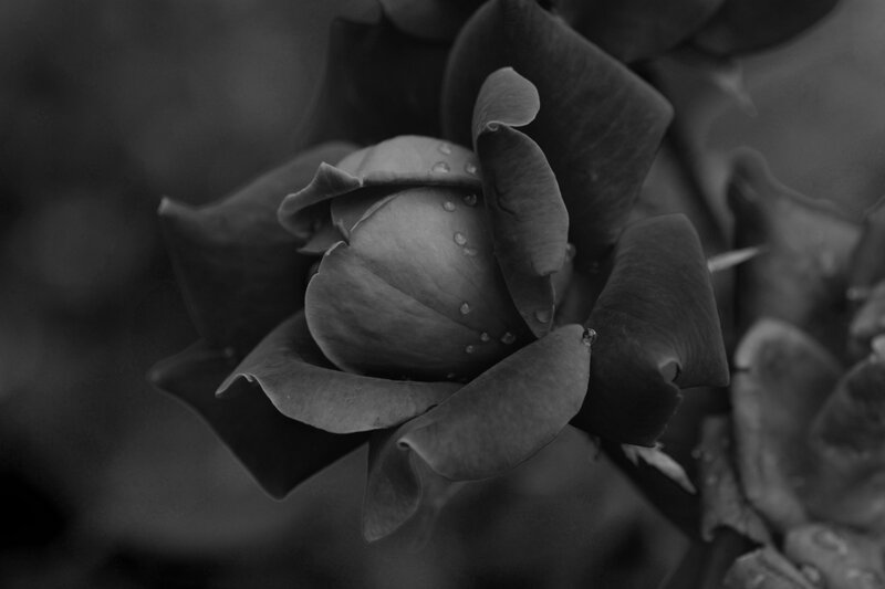 Black Rose Bud — Serene