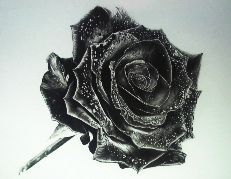 Black Rose Drawing