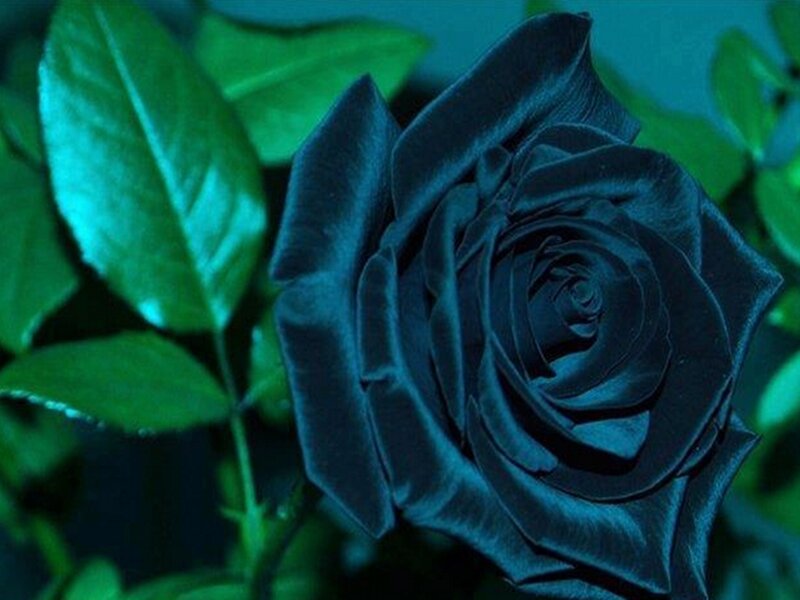 Black Rose Flower — Blue