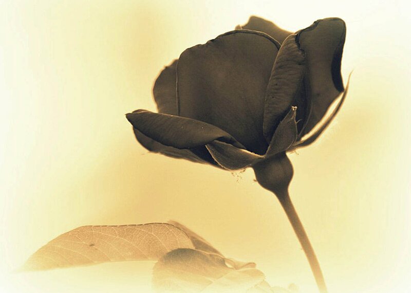 Black Rose Flower — Brown