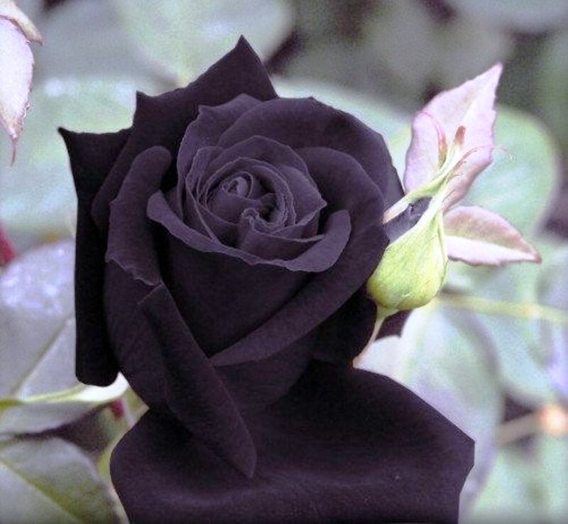 Black Rose Flower — Calm, Photograph