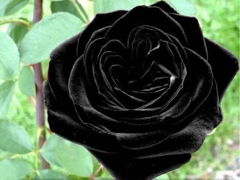 Black Rose Flower — Calm
