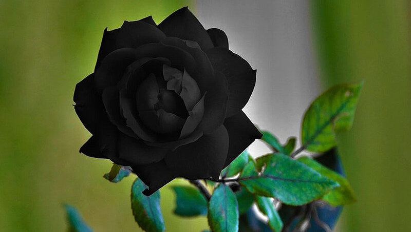 Black Rose Flower — Dramatic, Photograph, Green Leaves, Stem