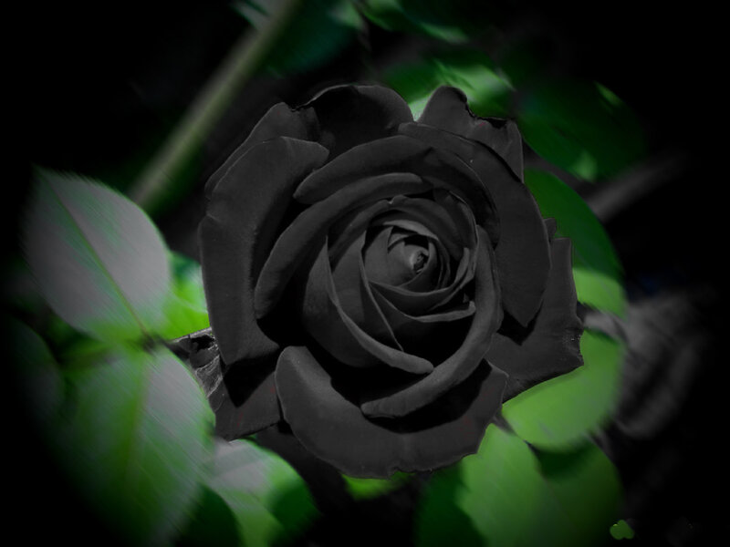 Black Rose Flower — Dramatic, Photograph, Green Leaves