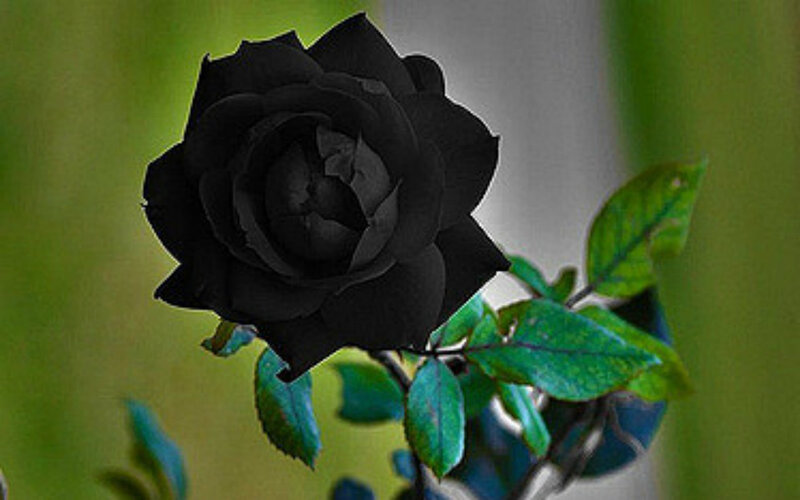 Black Rose Flower — Dramatic, Photograph, Leaves, Stem