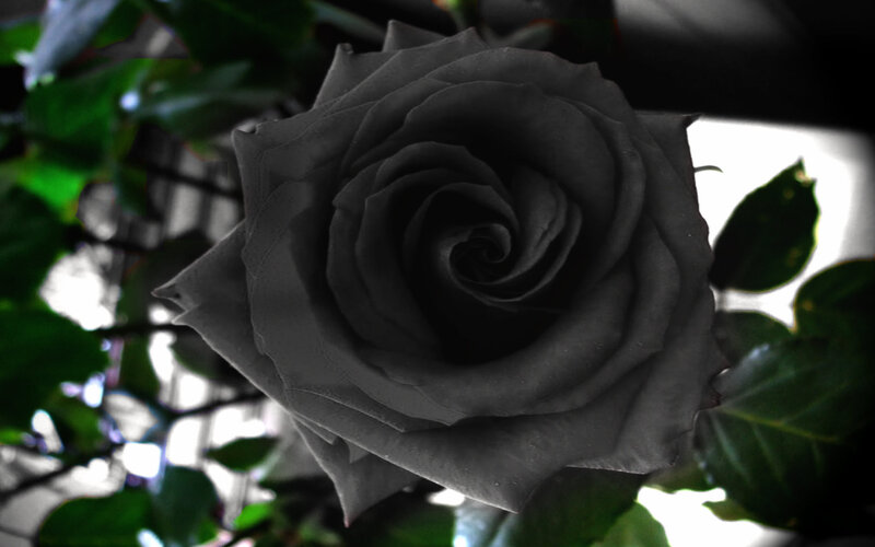 Black Rose Flower — Dramatic, Photograph, Leaves