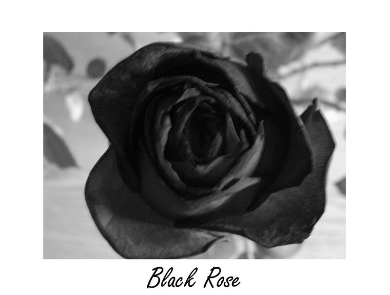 Black Rose Flower — Dramatic, Photograph, Petals, Leaves