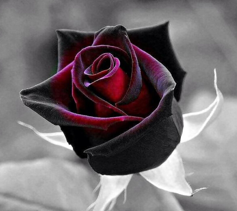 Black Rose Flower — Dramatic, Photograph, Petals, Stem