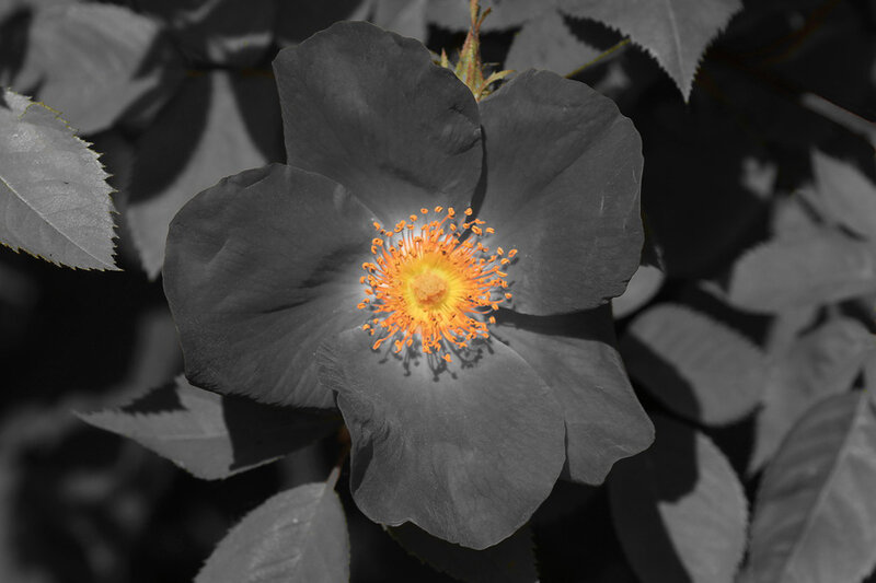 Black Rose Flower — Dramatic, Photograph, Petals