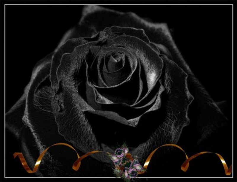 Black Rose Flower — Dramatic, Photograph, Ribbon