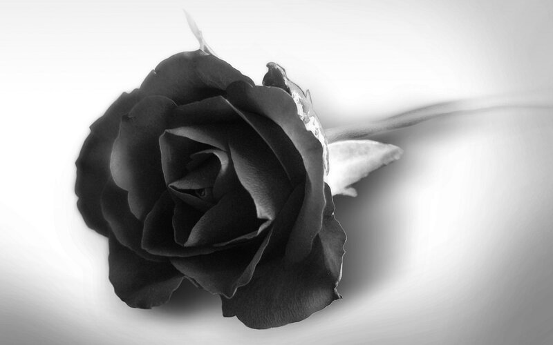 Black Rose Flower — Dramatic, Photograph, Stem