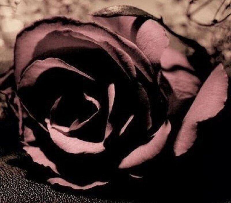 Black Rose Flower — Dramatic, Photograph