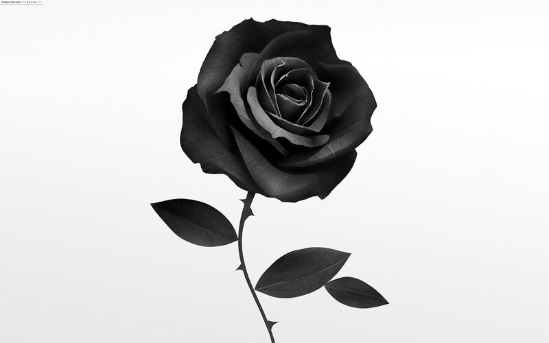 Black Rose Flower — Minimalist, Photograph, Stem