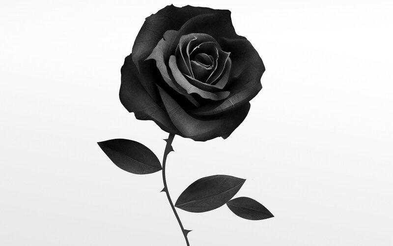 Black Rose Flower — Minimalist, Photograph