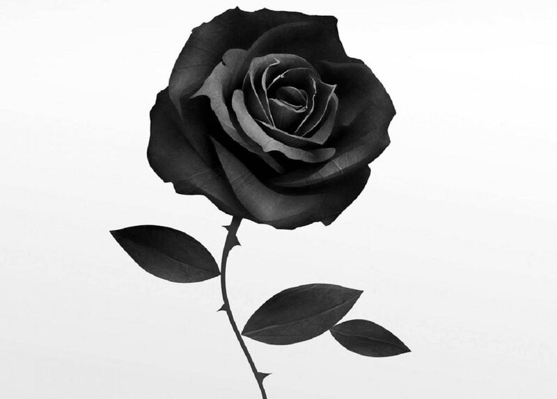 Black Rose Flower — Minimalist