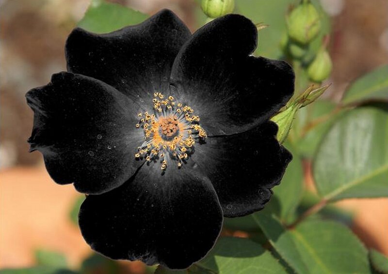 Black Rose Flower — Natural