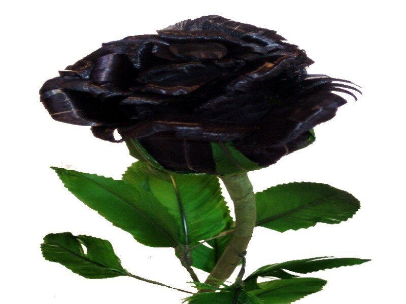 Black Rose Flower — Neutral