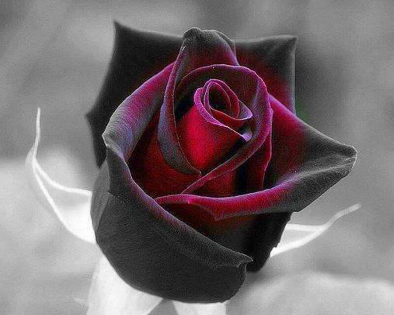 Black Rose Flower — Red