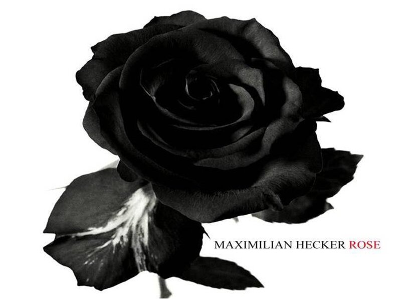 black rose flower