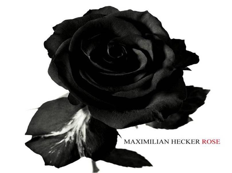 black rose flower